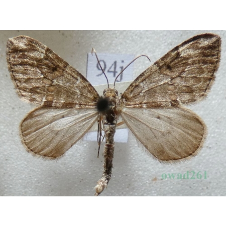 Thera variata (Denis & Schiffermüller, 1775) male Paśnik przekrasek Czech94j